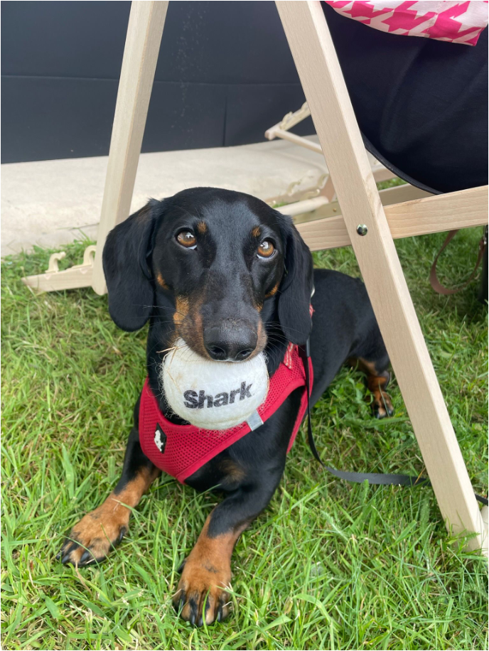 A smal dog lying on the grass with a SharkNinja tennis ball in her mouth